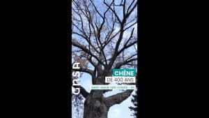Lire la suite à propos de l’article Saint-Maur-des-Fossés,🔔 Sauvons le Chêne Pluricentenaire de Saint-Maur-des-Fossés.